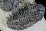 Two Spiny Drotops Armatus Trilobites - Impressive Specimen #85400-5